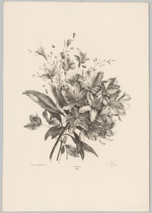 liljat Flower and Fruit Studies (...) 10. jakso (sarjan nimi)