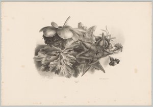 Passion kukat ja lehdet Flower and Fruit Studies (...) 10. jakso (sarjan nimi) tekijältä Anton Weiss