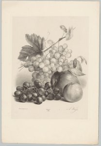Punaiset ja valkoiset viinirypäleet ja omenat Flower and Fruit Studies (...) 10. jakso (sarjan nimi)