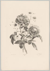 Ruusu ja neilikka kukka Flower and Fruit Studies (...) 10. jakso (sarjan nimi) tekijältä Anton Weiss