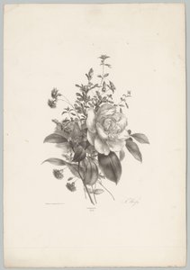 Ruusut, neilikat ja fuksia Flower and Fruit Studies (...) 10. jakso (sarjan nimi) tekijältä Anton Weiss