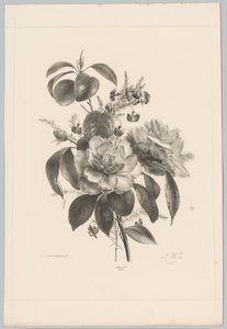 Ruusuja ja muita kukkia Flower and Fruit Studies (...) 10. jakso (sarjan nimi) tekijältä Anton Weiss