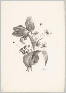 Tulppaanit ja koiranputket Flower and Fruit Studies (...) 10. jakso (sarjan nimi) tekijältä Anton Weiss
