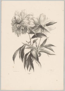 kaksi kukkaa Flower and Fruit Studies (...) 10. jakso (sarjan nimi) tekijältä Anton Weiss