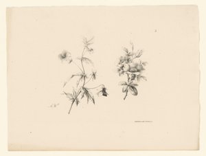 dues flors Acabat Flors i fruits (títol de la sèrie). tekijältä Anton Weiss