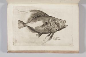 Kuvitus Ippolito Salvianin teoksesta "Aquatilium animantium historia, liber primus", 1554