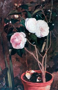 Camelias, 1800-luku