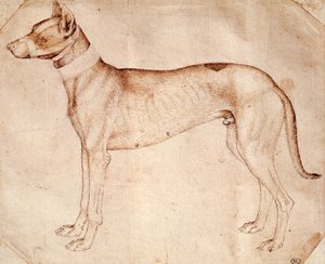 Antonio Pisanon (ennen 1395 - noin 1455) tutkimus metsästyskoirasta, joka piirsi kynällä ja ruskealla musteella tekijältä Antonio Pisanello