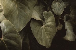 Anthurium Andraeanum, XVI e, Petrópolis, Rio de Janeiro, Brasilia, 2025 (valokuvaus)