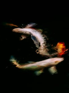  tekijältä Antonio Schubert