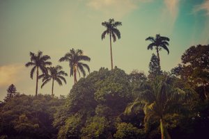 Palmut II, 2022 tekijältä Antonio Schubert