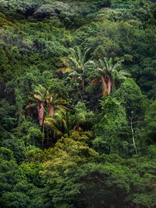Tijuca Forest XXXII, 2018 (digitaalinen valokuvaus)