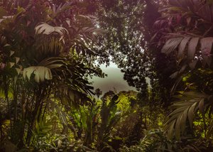 Tijuca Forest XXXVII, 2024 (digitaalinen valokuvaus)