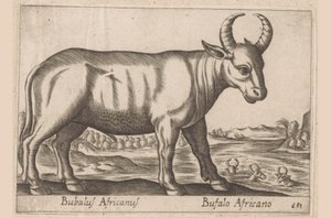Afrikkalainen puhveli Bubalus Africanus/ Bufalo Africano (otsikko esineessä) Eläimet ja myyttiset olennot (sarjan nimi) Nova raccolta de li animali piu curiosi del mondo (sarjan nimi) tekijältä Antonio Tempesta