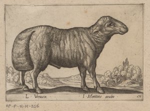 arabian schaap L Veruex/ I Montone arabo (otsikko esineessä) Dieren en fablewezens (sarjan nimi) Uusi kokoelma maailman uteliaimpia eläimiä (sarjan nimi) tekijältä Antonio Tempesta