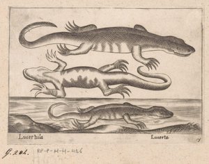 Kolme lohikäärmettä Lisko/ Lisko (otsikko esineessä) Dieren en fablewezens (sarjan nimi) Uusi kokoelma maailman uteliaimpia eläimiä (sarjan nimi) tekijältä Antonio Tempesta