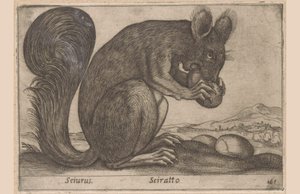 Ekhorn Sciurus/ Sciratto (otsikko esineessä) Dieren en fabelwezens (sarjan nimi) Uusi utelias pieni eläin maailmassa (sarjan nimi) tekijältä Antonio Tempesta