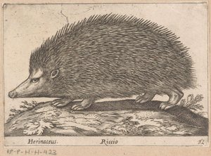 egel Herinaceus/ Riccio (otsikko esineessä) Dieren en fabelwezens (sarjan nimi) Nova raccolta de li animali piu curiosi del mondo (sarjan nimi)