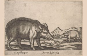 Etiopian teoksia Hänen aptiooppinsa / Etiopian sika (otsikko esineessä) Dieren en fabelwezens (sarjan nimi) Uusi utelias pieni eläin maailmassa (sarjan nimi) tekijältä Antonio Tempesta