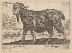 Vuohi yhdellä sarvella Capra Silvestris/ Capra Selvaggia (otsikko esineessä) Dieren en fablewezens (sarjan nimi) Uusi kokoelma maailman uteliaimpia eläimiä (sarjan nimi) tekijältä Antonio Tempesta