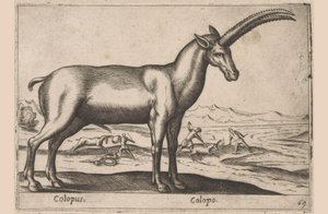 vuohimainen Colopus/Colopo (otsikko esineessä) Dieren en fablewezens (sarjan nimi) Uusi kokoelma maailman uteliaimpia eläimiä (sarjan nimi) tekijältä Antonio Tempesta