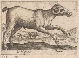 vuohimainen L Mussimonae/ I Musimone (otsikko esineessä) Dieren en fablewezens (sarjan nimi) Uusi kokoelma maailman uteliaimpia eläimiä (sarjan nimi) tekijältä Antonio Tempesta
