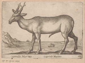 Hert Capreulus Marinus/ Capriolo Marino (otsikko esineessä) Dieren en fablewezens (sarjan nimi) Uusi kokoelma maailman uteliaimpia eläimiä (sarjan nimi) tekijältä Antonio Tempesta