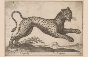 Leopardi L Leopardus/ I Leopardo (otsikko esineessä) Dieren en fablewezens (sarjan nimi) Uusi kokoelma maailman uteliaimpia eläimiä (sarjan nimi) tekijältä Antonio Tempesta