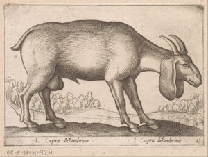 Membrina geit L Capra Mambrinae/ I Capra Mambrina (otsikko esineessä) Dieren en fablewezens (sarjan nimi) Uusi kokoelma maailman uteliaimpia eläimiä (sarjan nimi) tekijältä Antonio Tempesta