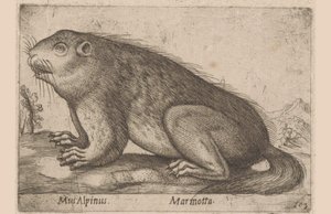 Hän mutisee Alppihiiri / Marmotta (otsikko esineessä) Dieren en fablewezens (sarjan nimi) Nova raccolta de li animali piu curiosi del mondo (sarjan nimi) tekijältä Antonio Tempesta