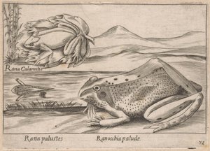 Moeras Kikkers Marsh Frog / Marsh Frog (otsikko esineessä) Dieren en fabelwezens (sarjan nimi) Nova-kokoelma maailman uteliaimpia eläimiä (sarjan nimi) tekijältä Antonio Tempesta