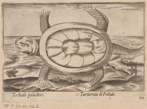 Moerasschildpad Testudo palustres/Tartaruca di Palude (otsikko esineessä) Dieren en fablewezens (sarjan nimi) Nova raccolta de li animali piu curiosi del mondo (sarjan nimi) tekijältä Antonio Tempesta