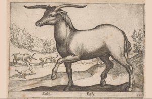 Hevonen sarvet Eale/Eale (otsikko esineessä) Eläimet ja myyttiset olennot (sarjan nimi) Nova raccolta de li animali piu curiosi del mondo (sarjan nimi) tekijältä Antonio Tempesta