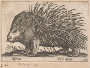 Piikkisika Hijstrix/ Porco Spinoso (otsikko esineessä) Eläimet ja myyttiset olennot (sarjan nimi) Nova raccolta de li animali piu curiosi del mondo (sarjan nimi) tekijältä Antonio Tempesta