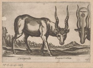 Kaksi antilooppia Striciperote/kreetalainen karja (otsikko esineessä) Dieren en fablewezens (sarjan nimi) Nova raccolta de li animali piu curiosi del mondo (sarjan nimi) tekijältä Antonio Tempesta