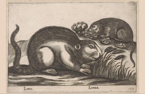 Kaksi piisamia Lonx/Lonza (otsikko esineessä) Eläimet ja myyttiset olennot (sarjan nimi) Nova raccolta de li animali piu curiosi del mondo (sarjan nimi) tekijältä Antonio Tempesta