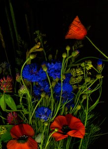 Alkuperäinen kimppu, 2025 (kuva) tekijältä Antonius Antonius