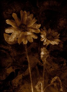 Kukka tekijältä Antonius Antonius