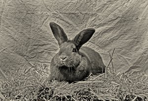 Hyvästi Durer tekijältä Antonius Antonius