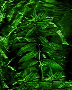 Green-4, 2009 (kuva) tekijältä Antonius Antonius