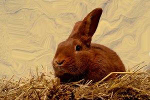 Hare tekijältä Antonius Antonius