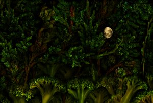 Taikapuutarhan metsä, 2011 (kuva) tekijältä Antonius Antonius