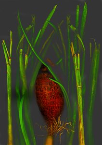 viidakon hedelmät tekijältä Antonius Antonius