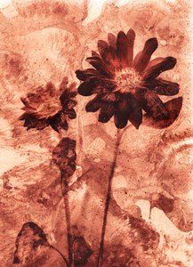 mono kukka tekijältä Antonius Antonius