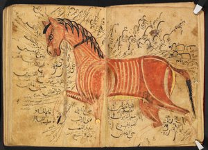 Hevonen, "Kitāb al-bayṭarah", kirjoittaja Azdī, Aḥmad ibn ʿAtīq tekijältä Arabic School