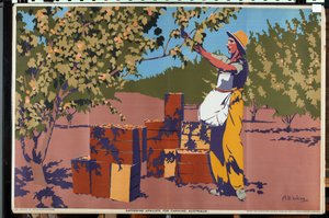 Aprikoosien kerääminen säilykettä varten - Australia (väri litho)