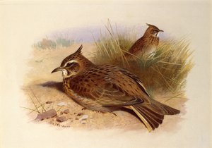 Harjakiuru, British Birds tekijältä Archibald Thorburn
