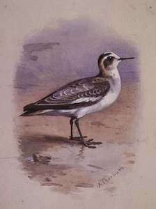 Harmaa kalasääski (akvarelli) tekijältä Archibald Thorburn