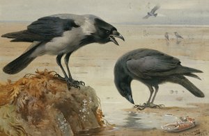 Hupuvaris ja raakkavaris tekijältä Archibald Thorburn