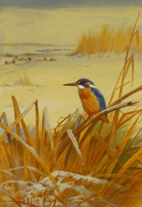 Kingfisher kaislikoiden keskellä talvella tekijältä Archibald Thorburn